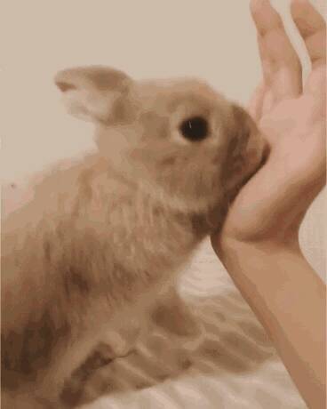 兔子为什么会舔人呢？