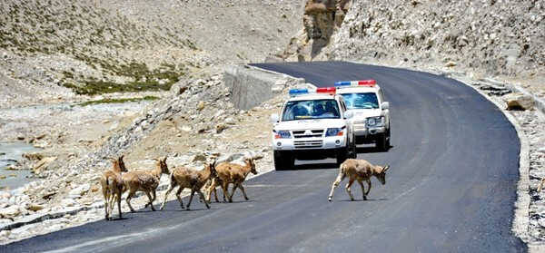 西藏：国家重点保护野生动物