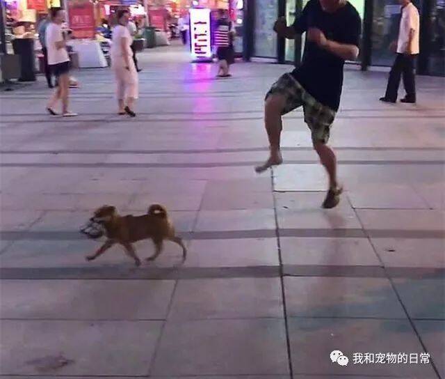 狗狗叼着主人的鞋乱跑，让主人当街出丑！汪：你追不上我吧！