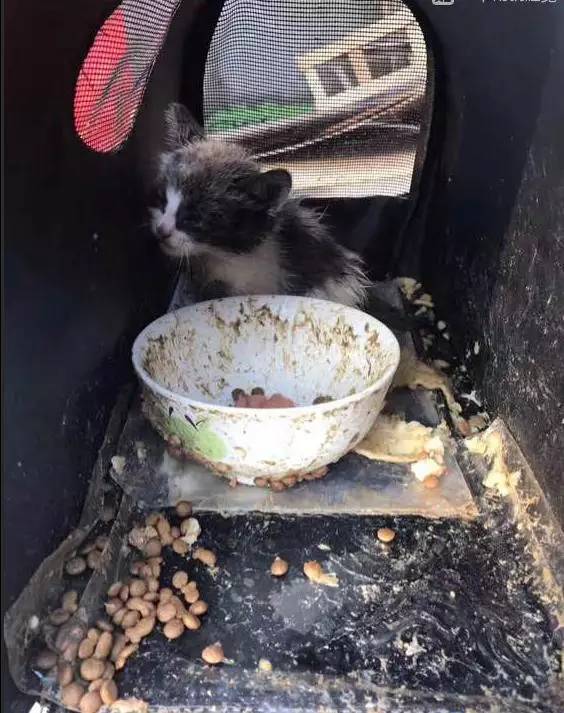 小区门口捡回被遗弃小猫，宠物店老板说我赚大了