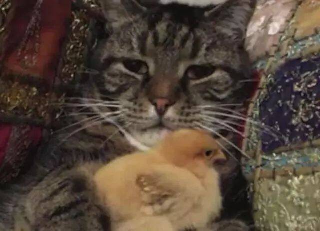 猫咪抱着小鸡不撒手，看着小鸡长成大公鸡，猫咪表情让人笑疯