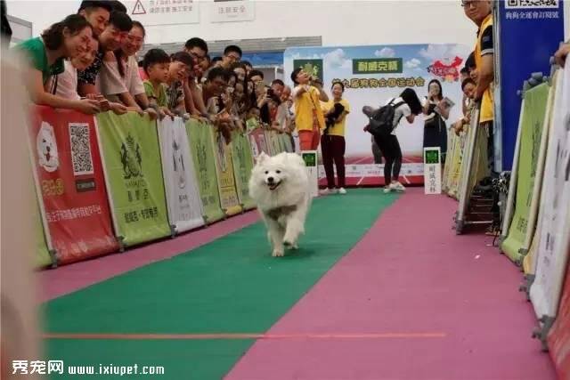 宠仔圈独家直播|  天津宠物嘉年华活动即将开幕