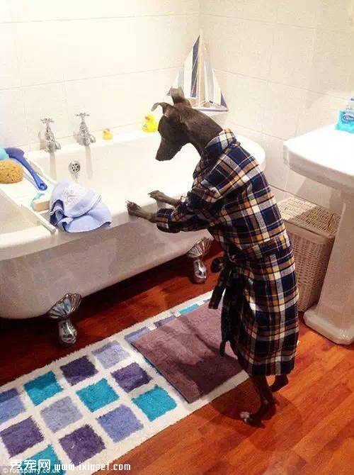 狗狗喜欢穿人类的衣服做家务 真是聪明又萌萌哒！