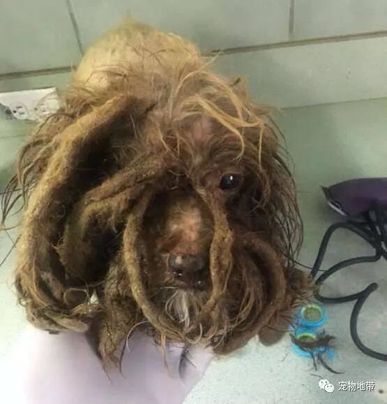 流浪3年的狗狗   当好心人帮它剃掉重重的毛发　它激动到狂舔表示感谢