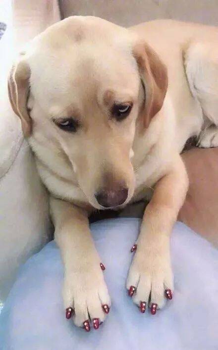 千万别让女朋友带狗狗，不然......