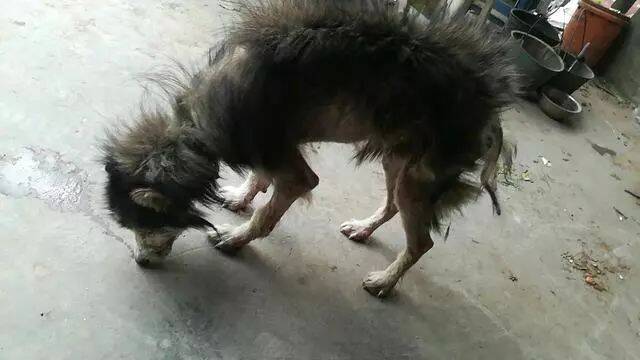 被狗贩子丢在工厂门口的阿拉斯加，活得不如流浪狗，心疼