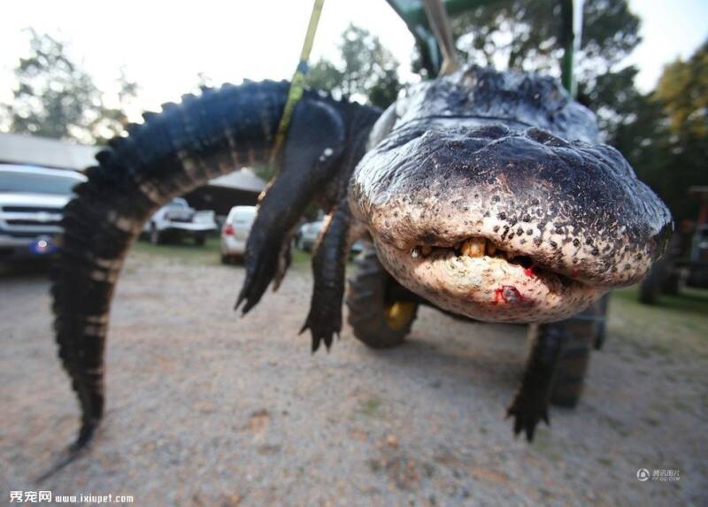 美阿拉巴马州一家庭捕获近千斤重短吻鳄（图）