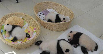 萌神逆袭！4只熊猫宝宝首次亮相