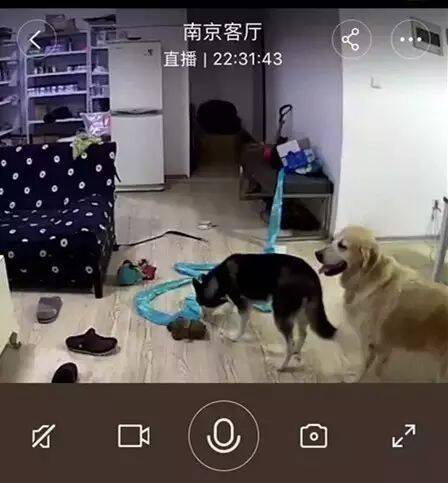 犬瘟细小并不可怕，可怕的是你对它的抛弃！