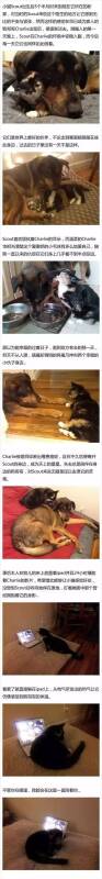狗狗离世后，猫弟弟用这样的方式怀念…