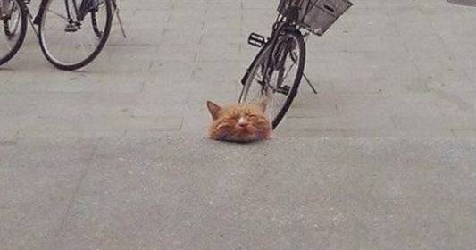 路上看到猫咪被单车碾压的很痛苦，冲过去一看差点被笑死