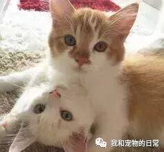 网友家里有个猫主子，不过自从来了第二只猫咪，猫主子的画风突变成了这样！