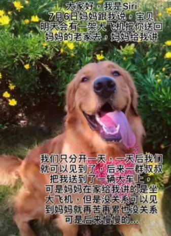 宠物金毛犬被托运公司将“空运改陆运”致死亡,广州市监部门介入!