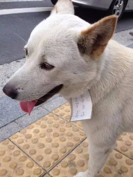 网友在街上看到一只狗在游荡，刚要帮忙时，却被它身上写的牌子笑翻了.....