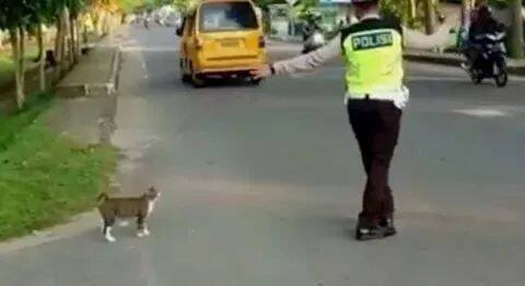 一只流浪猫不敢穿过马路，有交警做了这样暖心的举动…