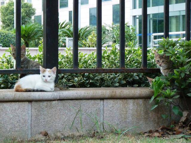 小区的流浪猫生了5只小奶猫，闺蜜想领养一只，却被猫妈强势阻拦