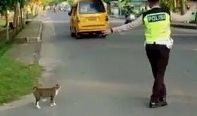 猫咪害怕过马路，结果遇见了有爱的交警叔叔
