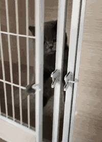 猫咪越狱被主人捉个正着，自己再次把门关了起来！喵：什么也没发生过！