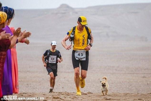 那只陪跑126公里的流浪狗Gobi走丢了，全国发出寻狗通缉令！