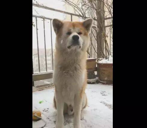 狗狗在大雪中等待主人，身上挂满冰花，网友：像忠犬八公！