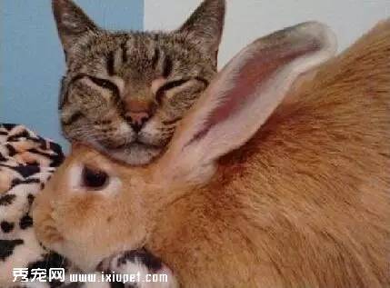 猫咪“爱上”兔子，你相信吗？