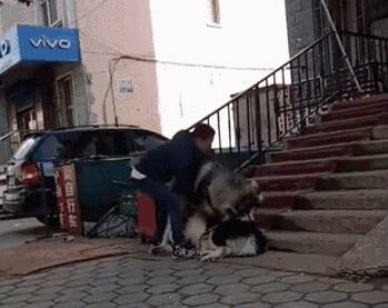 160多斤的阿拉斯加遇到心仪的狗狗，场面根本控制不住