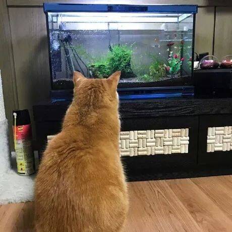 自从养了鱼，家里的猫就整天守在鱼缸旁，喵爱无言啊