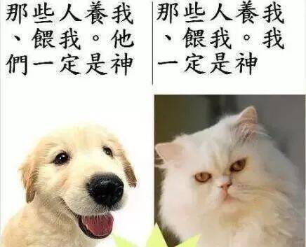 养猫像和渣男谈恋爱，养狗却感觉自己是个渣男？！