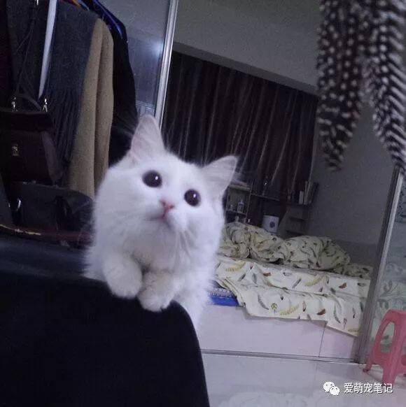 猫咪确诊为传腹，听到主人要给它过完一岁生日，它的反应让人心塞