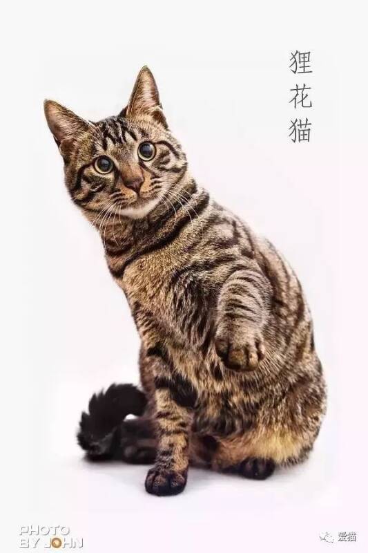 中国狸花猫是我国唯一被世界认可的猫，国外追捧国内瞧不上！