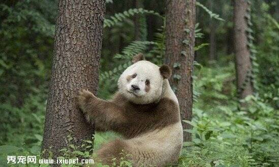 中国发现罕见棕白相间大熊猫 外表颜色令科学家费解