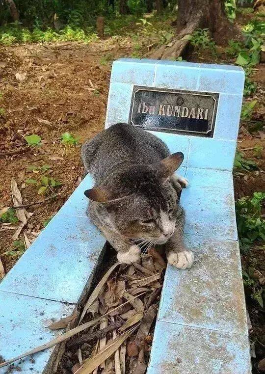猫咪在主人去世后，每天都趴在坟墓上，不舍离去