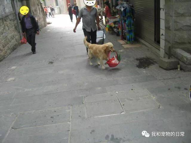 金毛坚持每天帮主人送菜挣钱，还招揽了一堆生意！