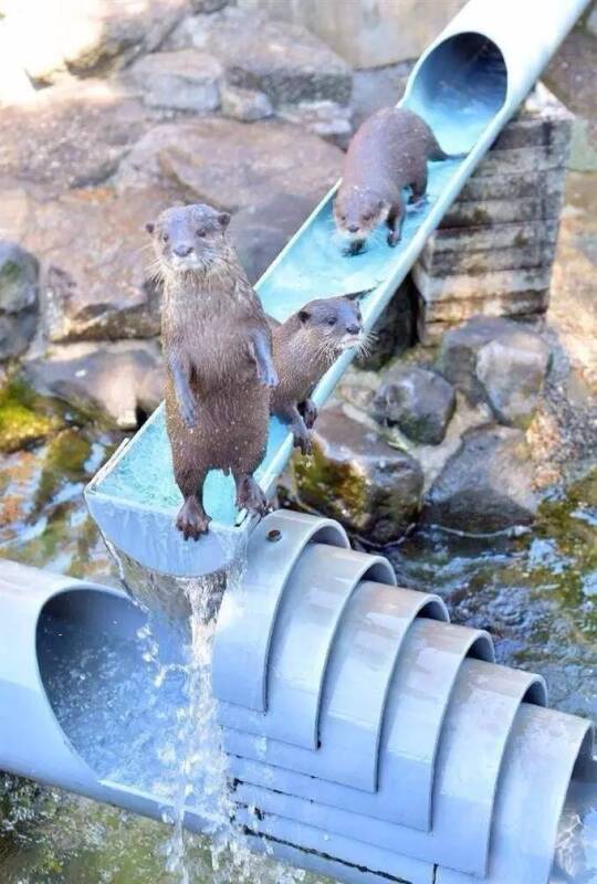 千叶市川市动植物园的水獭“流水席”，玩的也太开心了~
