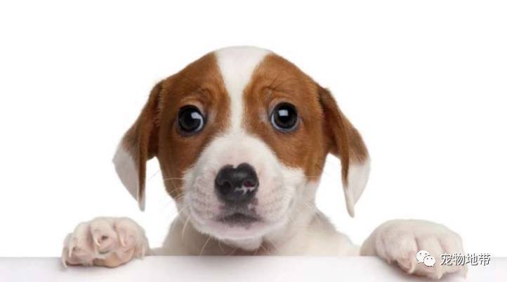 "砖家"研究表明狗狗卖萌，其实是心机的表现。这个锅！狗狗背不背？？