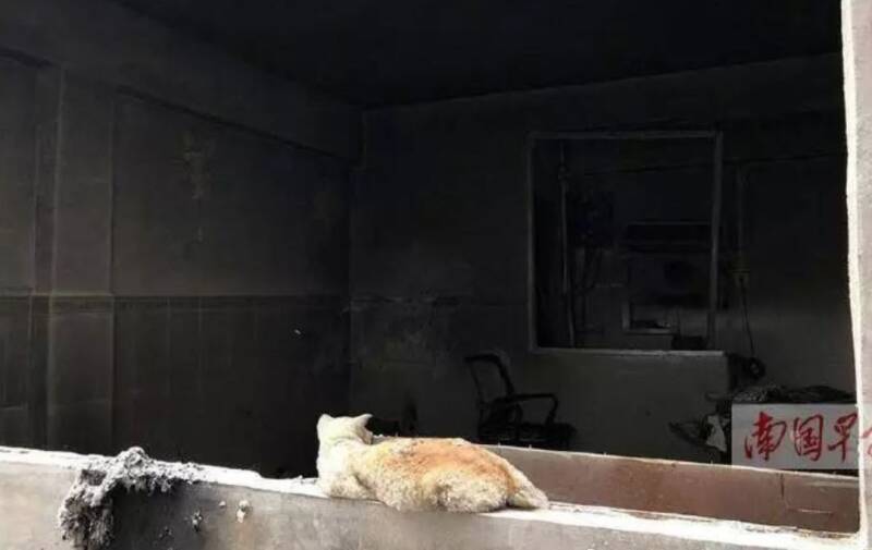 主人意外丧生后，清理现场后猫咪独自守在阳台不愿离开...