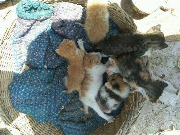 废弃的猪圈发现七只小奶猫，好心人照顾一周后，哭诉快要养不起了