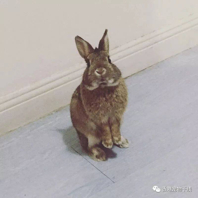 给兔兔喂零食都有哪些好处呢？