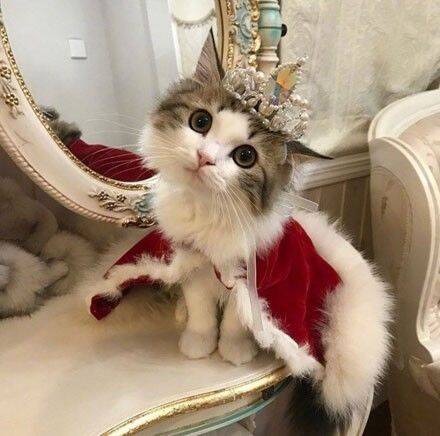 主人给猫咪穿上女王装，这气场...