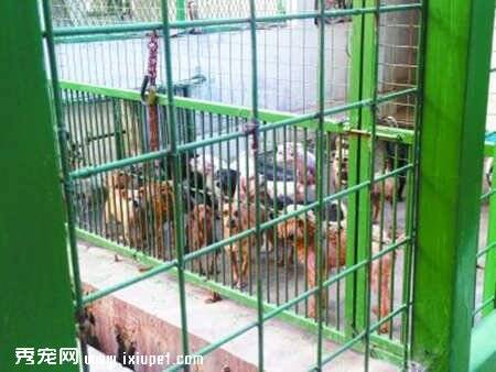 2015年南京捕捉2300多流浪犬并收容