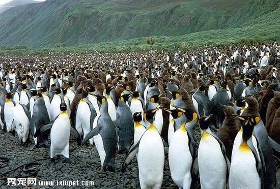 400万企鹅齐聚神秘小岛 场面壮观如游行