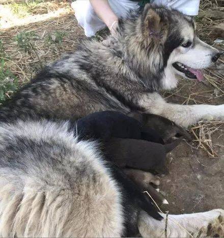 网友家里雪橇犬意外生产，他看过狗宝宝后...发誓要找到狗爸爸！