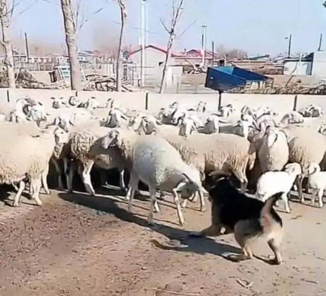德牧赶羊的时候遇到一只的刺头公羊，羊非要跟狗狗干架