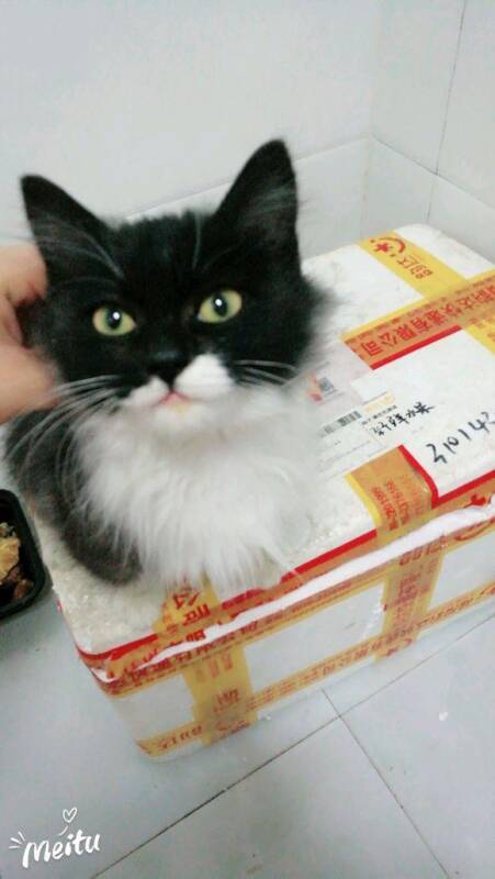 自从有了猫咪，每天都有操不完的心，主人：我再也不想养猫了！