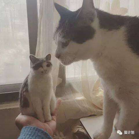 这个“媒婆”猫，怎么看着有点儿丧啊…原谅我一不小心笑出声！