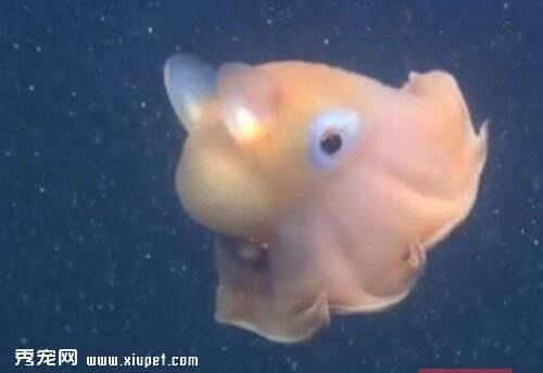 世界上最可爱的小章鱼像电玩小精灵