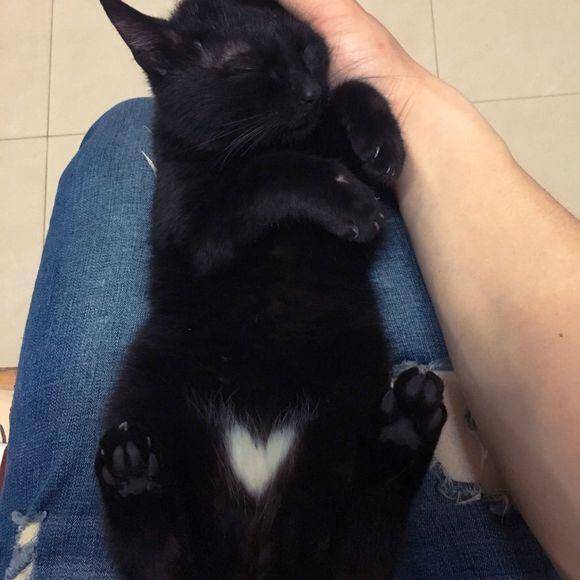捡了一只“肚上像长了颗爱心”的流浪猫，收养后网友直呼我赚大了