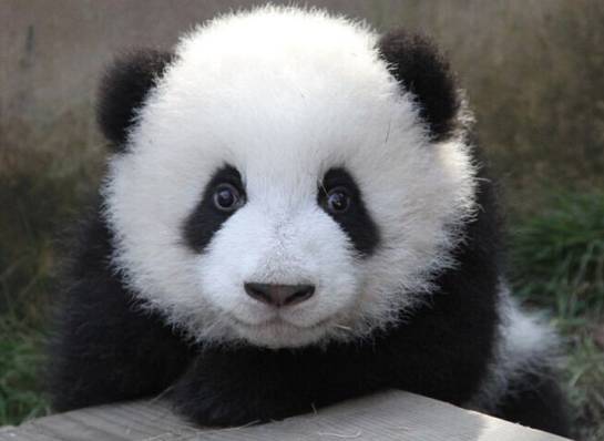 22年梦想成真！老美终于见到了熊猫，感动到破音，失声，泪目。。。