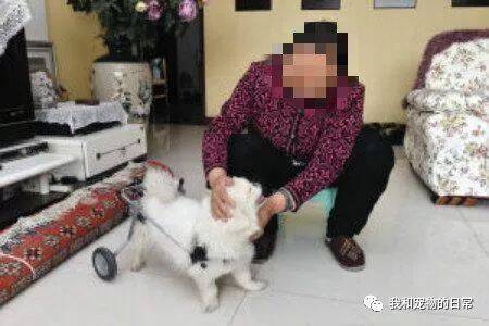 退休王大妈花4000块救了一只残疾流浪狗，邻居都笑她傻，更有甚者讽刺她装好人！