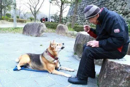 国庆多陪陪家人，也感谢那只替你陪伴父母的狗狗....